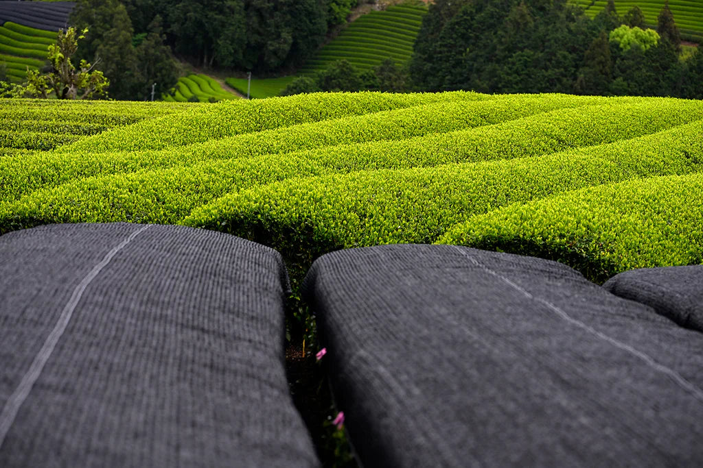 Matcha-Herstellung: So entsteht das grüne Superfood