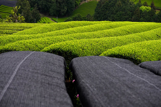 Matcha-Herstellung: So entsteht das grüne Superfood